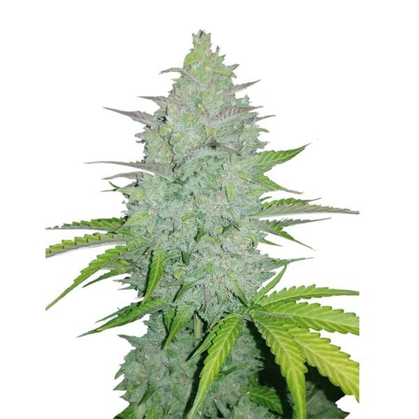 Original Auto Cheese (FastBuds) Feminisoidut