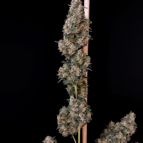 Original Auto Cheese (FastBuds) Feminisoidut