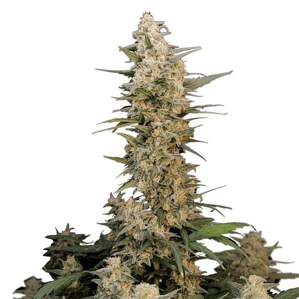 Original Auto Critical (FastBuds) Feminisoidut
