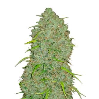 Original Auto Jack Herer (FastBuds) feminisoitu