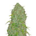 Original Auto Jack Herer (FastBuds) Feminisoidut