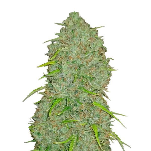 Original Auto Jack Herer (FastBuds) Feminisoidut