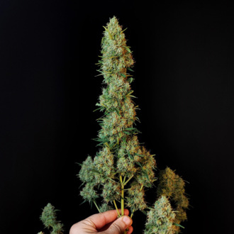 Original Auto Jack Herer (FastBuds) Feminisoidut