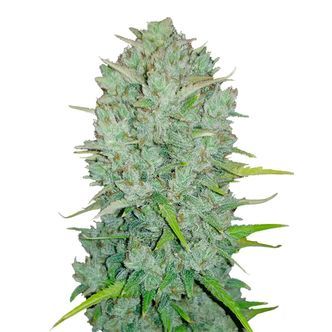 Original Auto Northern Lights (FastBuds) feminisoitu