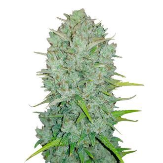 Original Auto Northern Lights (FastBuds) Feminisoidut