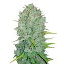 Original Auto Northern Lights (FastBuds) Feminisoidut