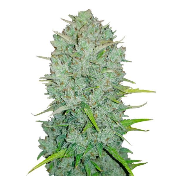 Original Auto Northern Lights (FastBuds) Feminisoidut