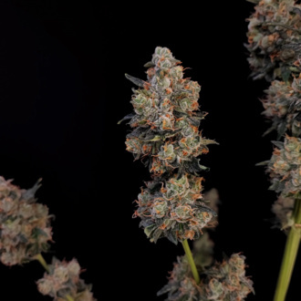 Original Auto Northern Lights (FastBuds) Feminisoidut