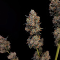 Original Auto Northern Lights (FastBuds) Feminisoidut