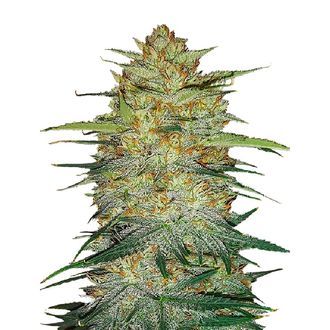 Original Auto OG Kush (FastBuds) Feminisoidut