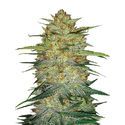 Original Auto OG Kush (FastBuds) Feminisoidut