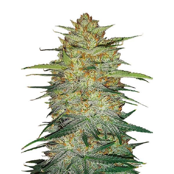 Original Auto OG Kush (FastBuds) Feminisoidut