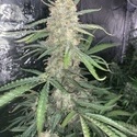 Original Auto OG Kush (FastBuds) Feminisoidut