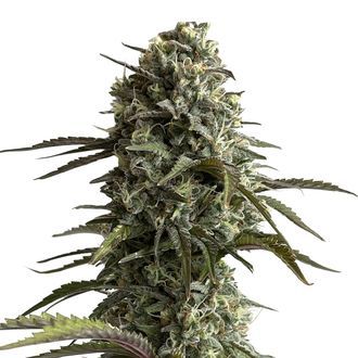 Original Auto Skunk (FastBuds) Feminisoidut