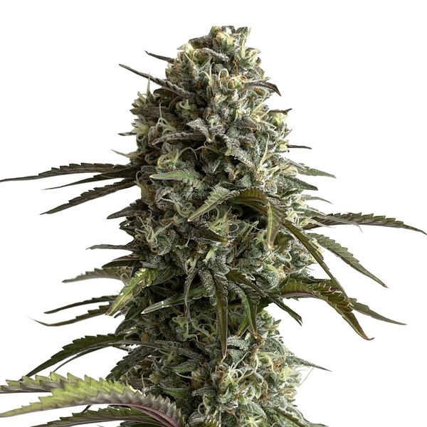 Original Auto Skunk (FastBuds) Feminisoidut