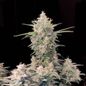 Original Auto Skunk (FastBuds) Feminisoidut