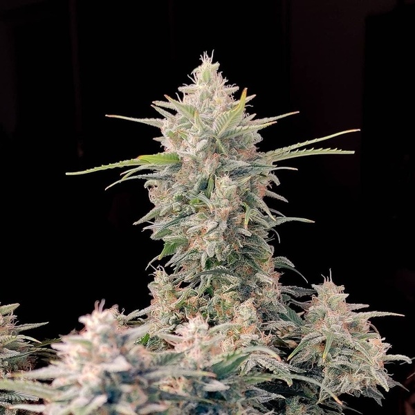 Original Auto Skunk (FastBuds) Feminisoidut