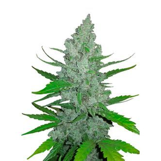 Original Auto Sour Diesel (FastBuds) feminisoitu