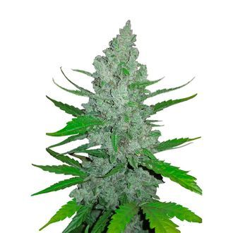 Original Auto Sour Diesel (FastBuds) Feminisoidut