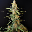 Original Auto Sour Diesel (FastBuds) Feminisoidut
