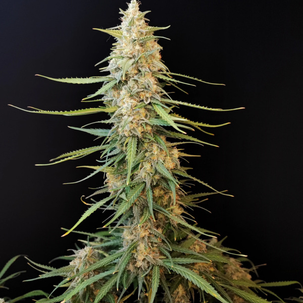 Original Auto Sour Diesel (FastBuds) Feminisoidut