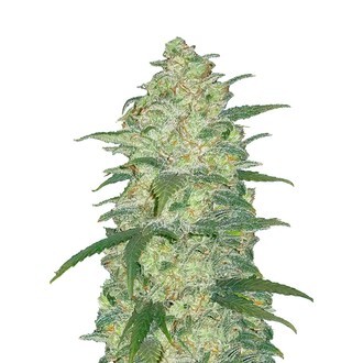 Original Auto White Widow (FastBuds) Feminisoidut