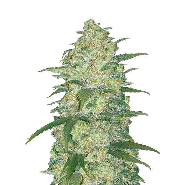 Original Auto White Widow (FastBuds) Feminisoidut