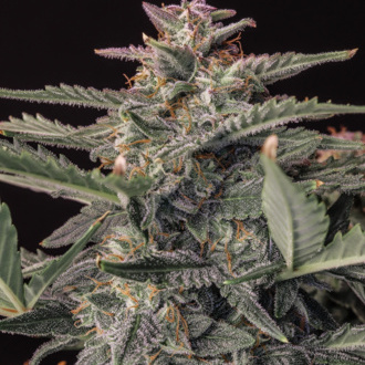 Original Auto White Widow (FastBuds) Feminisoidut