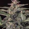 Original Auto White Widow (FastBuds) Feminisoidut