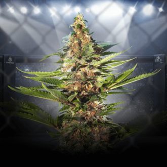 ZZ Punch (Royal Queen Seeds x Zamnesia) Feminisoidut