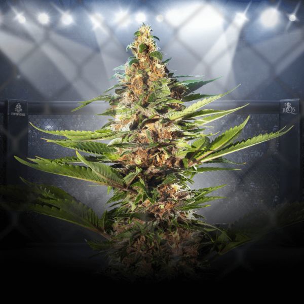 ZZ Punch (Royal Queen Seeds x Zamnesia) Feminisoidut