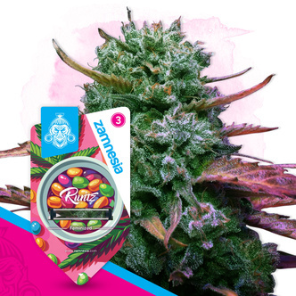 Runtz (Zamnesia Seeds) feminisoitu