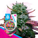 Runtz (Zamnesia Seeds) Feminisoidut