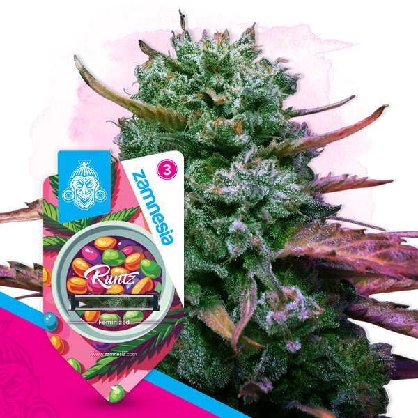 Runtz (Zamnesia Seeds) Feminisoidut