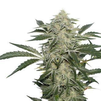 Creamy Kees (Super Sativa Seed Club) tavallinen