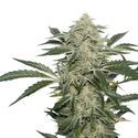 Creamy Kees (Super Sativa Seed Club) tavallinen
