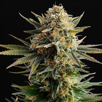 Gypsy Kush (Kannabia) Feminisoidut