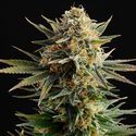 Gypsy Kush (Kannabia) Feminisoidut