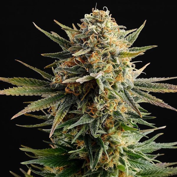 Gypsy Kush (Kannabia) Feminisoidut
