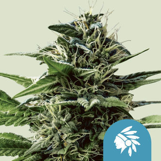 Tatanka Pure CBD (Royal Queen Seeds) feminisoidut kannabiksen siemenet