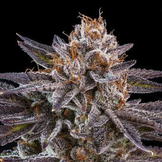 OMG (Ripper Seeds) Feminisoidut