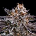 OMG (Ripper Seeds) Feminisoidut