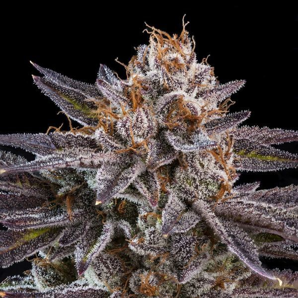 OMG (Ripper Seeds) Feminisoidut