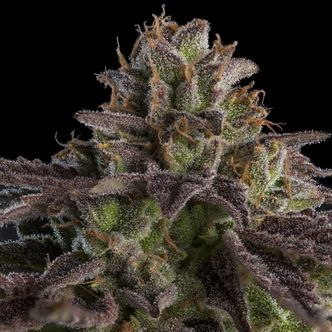 KmintZ (Ripper Seeds) feminisoitu