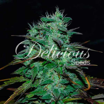 Chocobang (Delicious Seeds) feminisoidut kannabiksen siemenet