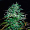 Chocobang (Delicious Seeds) Feminisoidut