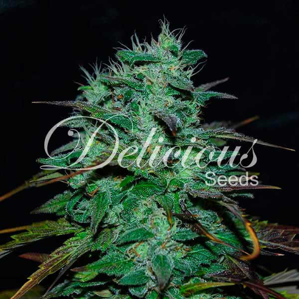 Chocobang (Delicious Seeds) Feminisoidut