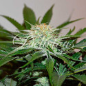 Descojack (Delicious Seeds) Feminisoidut