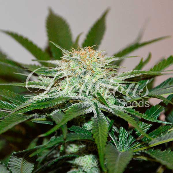 Descojack (Delicious Seeds) Feminisoidut