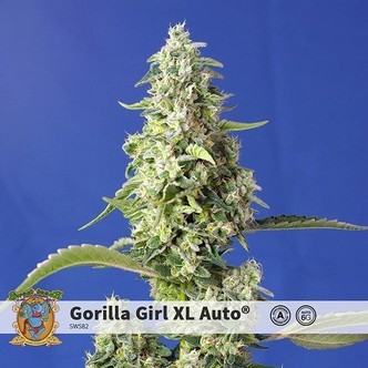 Gorilla Girl XL Auto (Sweet Seeds) feminisoidut